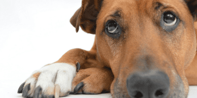 Why am I dog tired – Could it be Low Thyroid?