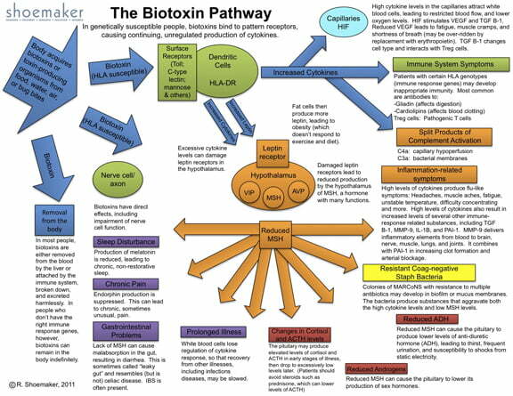 Biotoxin Pathway