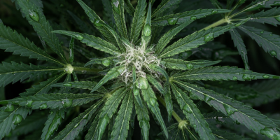 Revolutionizing Cannabinoids: The Benefits of Intravenous Infusions