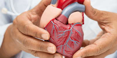 Heavy Metals and Cardiovascular Health