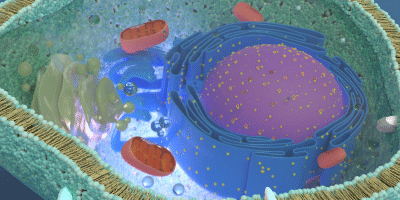 Dr. Rollins Articles 2 Mitochondria – The Small, Smoldering Power Plants Inside You