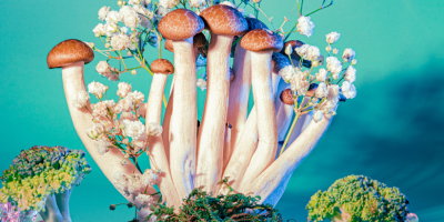 Dr. Rollins Articles 3 Psilocybin and Aging