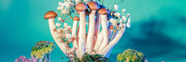 mushroom1