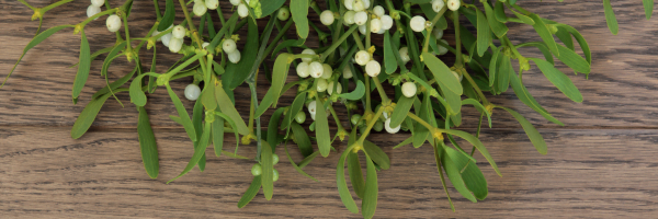 Mistletoe Injections 1 Untitled design 6