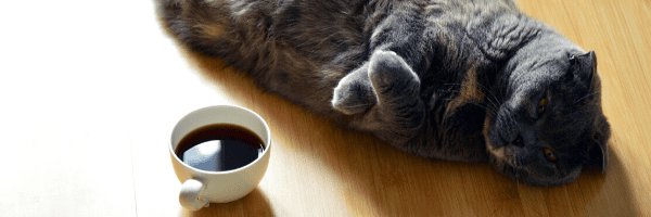 Why Am I So Tired - Could it be Adrenal Fatigue? 9 why am i so tired adrenal fatigue